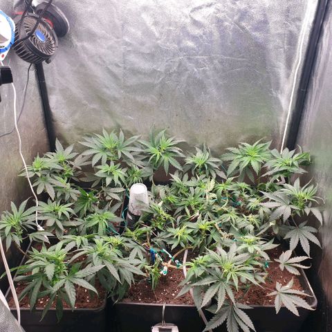 Banana cream #3 growlog timeline photo