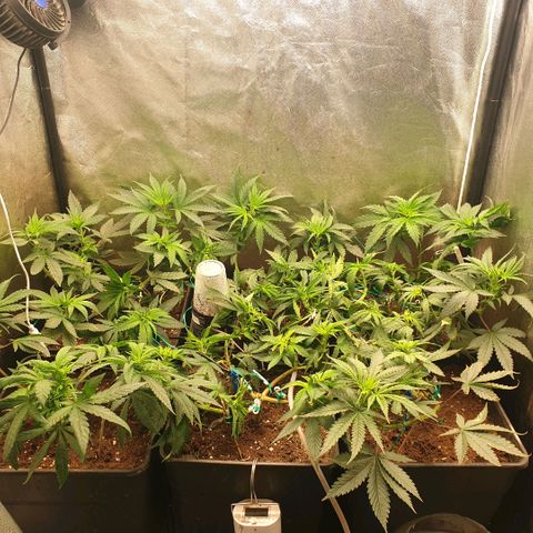 Banana cream #3 growlog timeline photo