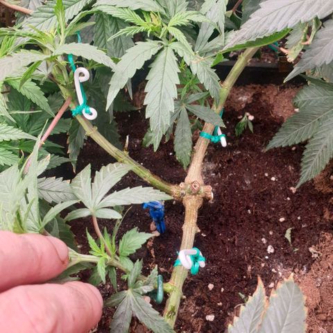Banana cream #3 growlog timeline photo