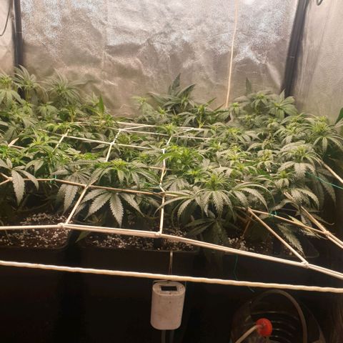 Banana cream #3 growlog photo: Dia 8 de prefloracion, ya se comienzan a ver algunos pompones de la cream, las tropicana (las 3 del fondo) se esta estirando lo justo, es muy sativa así que me toca atarla todos los dias.