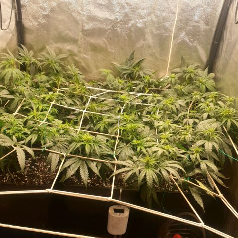 Banana cream #3 growlog photo: Dia 8 de prefloracion, ya se comienzan a ver algunos pompones de la cream, las tropicana (las 3 del fondo) se esta estirando lo justo, es muy sativa así que me toca atarla todos los dias.