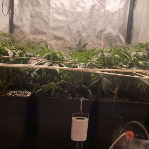 Banana cream #3 growlog photo: Dia 8 de prefloracion, ya se comienzan a ver algunos pompones de la cream, las tropicana (las 3 del fondo) se esta estirando lo justo, es muy sativa así que me toca atarla todos los dias.