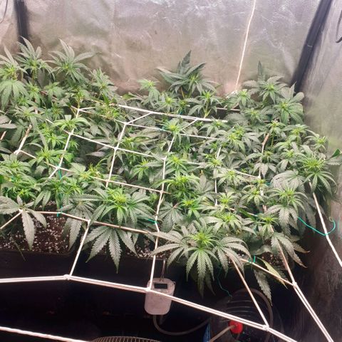 Banana cream #3 growlog photo: Dia 8 de prefloracion, ya se comienzan a ver algunos pompones de la cream, las tropicana (las 3 del fondo) se esta estirando lo justo, es muy sativa así que me toca atarla todos los dias.