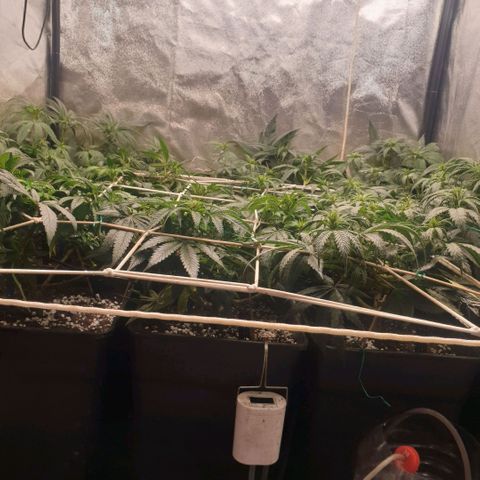 Banana cream #3 growlog photo: Dia 8 de prefloracion, ya se comienzan a ver algunos pompones de la cream, las tropicana (las 3 del fondo) se esta estirando lo justo, es muy sativa así que me toca atarla todos los dias.