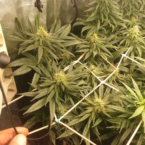 Banana cream #3 growlog photo: Último estado de las nenas