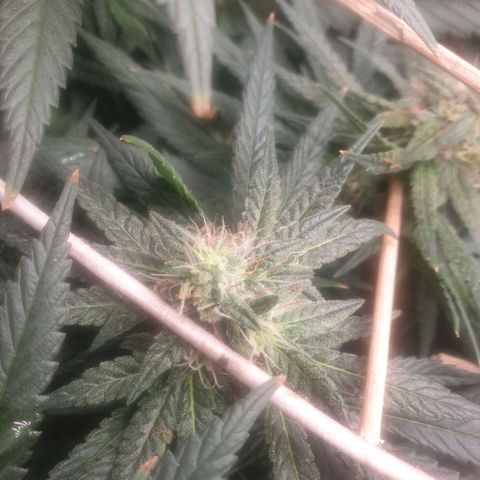 Banana cream #3 growlog photo: Último estado de las nenas