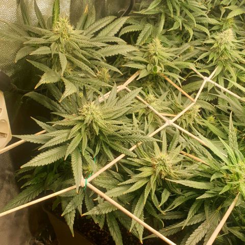 Banana cream #3 growlog photo: Último estado de las nenas
