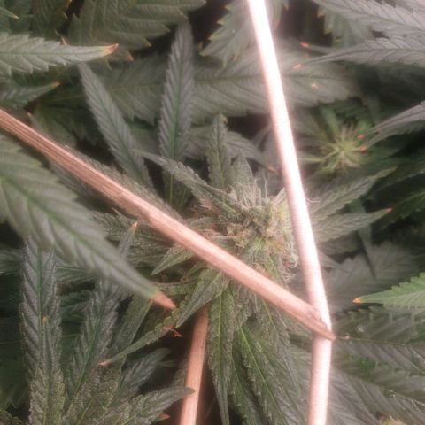 Banana cream #3 growlog photo: Último estado de las nenas