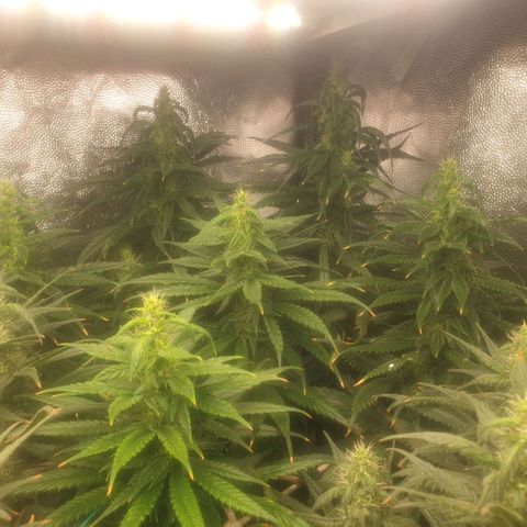 Banana cream #3 growlog photo: Último estado de las nenas