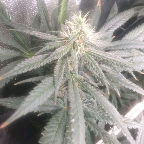 Banana cream #3 growlog photo: Último estado de las nenas