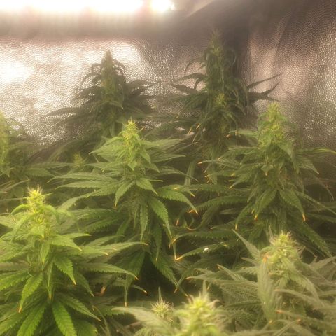Banana cream #3 growlog photo: Último estado de las nenas