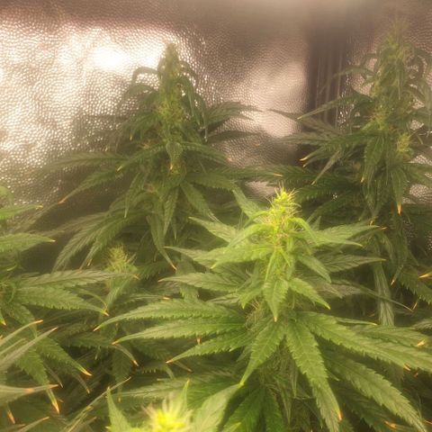 Banana cream #3 growlog photo: Último estado de las nenas