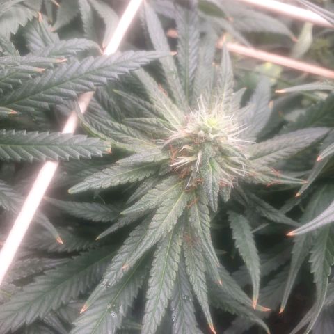 Banana cream #3 growlog photo: Último estado de las nenas