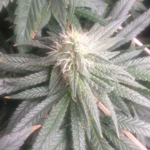 Banana cream #3 growlog photo: Último estado de las nenas