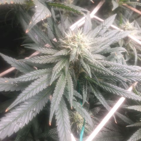 Banana cream #3 growlog photo: Último estado de las nenas
