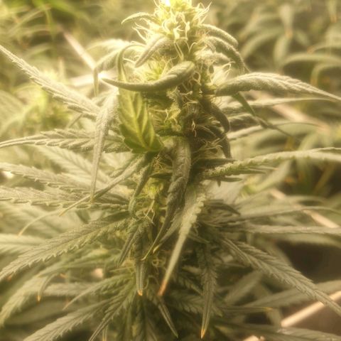 Banana cream #3 growlog photo: Último estado de las nenas