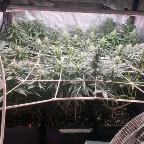 Banana cream #3 growlog photo: Fotos previas, perdon el desfase y la poc actualizacion