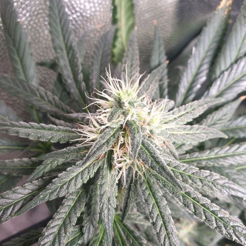 Banana cream #3 growlog photo: Fotos previas, perdon el desfase y la poc actualizacion