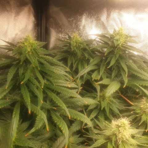Banana cream #3 growlog photo: Fotos previas, perdon el desfase y la poc actualizacion