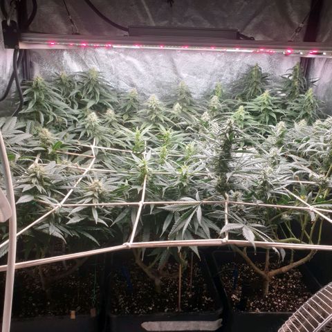 Banana cream #3 growlog photo: Fotos previas, perdon el desfase y la poc actualizacion