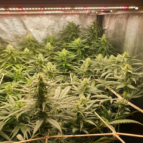 Banana cream #3 growlog photo: Fotos previas, perdon el desfase y la poc actualizacion