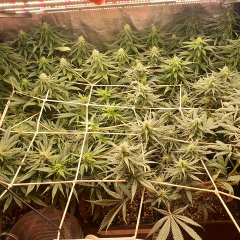 Banana cream #3 growlog photo: Fotos previas, perdon el desfase y la poc actualizacion
