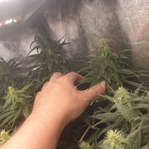 Banana cream #3 growlog photo: Fotos previas, perdon el desfase y la poc actualizacion