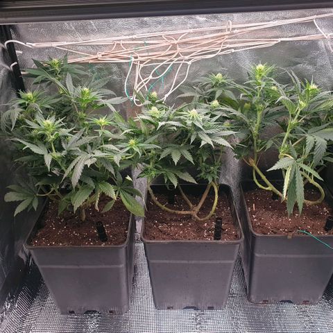 Banana cream #3 growlog photo: Fotos previas, perdon el desfase y la poc actualizacion