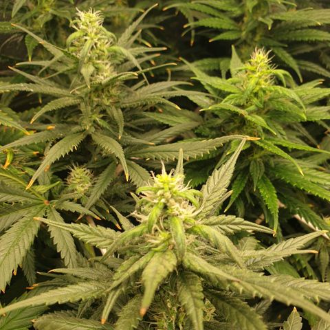 Banana cream #3 growlog photo: Fotos previas, perdon el desfase y la poc actualizacion