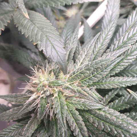 Banana cream #3 growlog photo: Fotos previas, perdon el desfase y la poc actualizacion