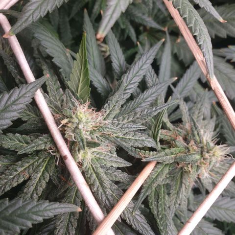 Banana cream #3 growlog photo: Fotos previas, perdon el desfase y la poc actualizacion