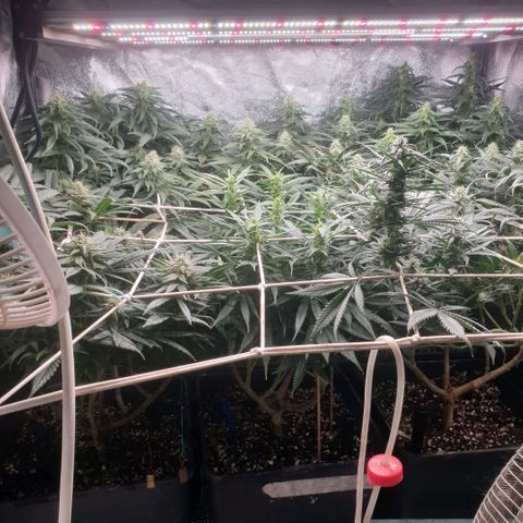 Banana cream #3 growlog photo: Fotos previas, perdon el desfase y la poc actualizacion