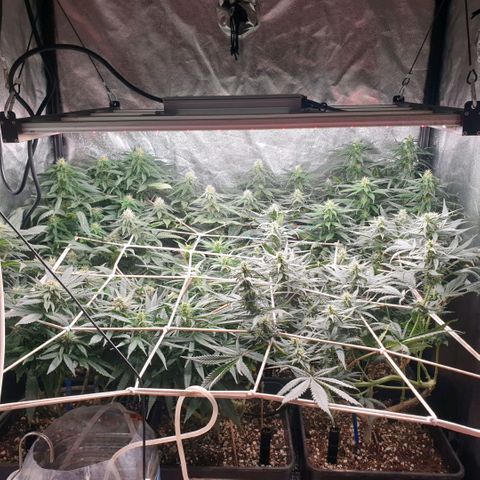 Banana cream #3 growlog photo: Fotos previas, perdon el desfase y la poc actualizacion