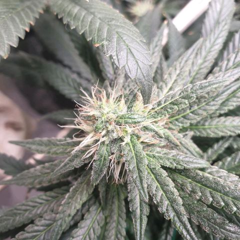 Banana cream #3 growlog photo: Fotos previas, perdon el desfase y la poc actualizacion
