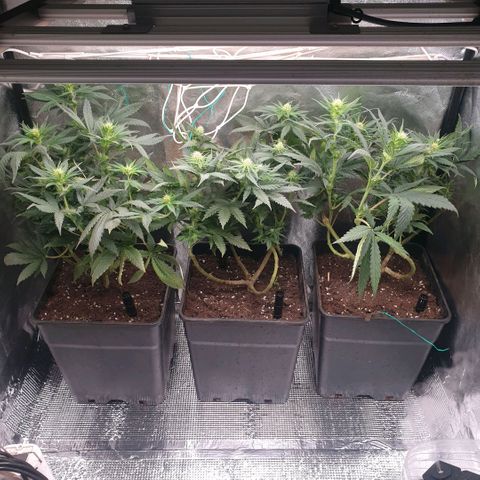 Banana cream #3 growlog photo: Fotos previas, perdon el desfase y la poc actualizacion