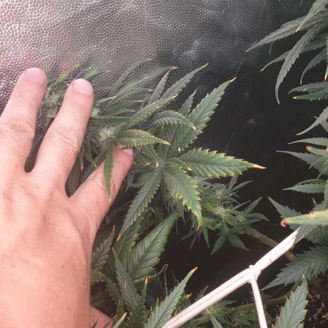 Banana cream #3 growlog photo: Fotos previas, perdon el desfase y la poc actualizacion