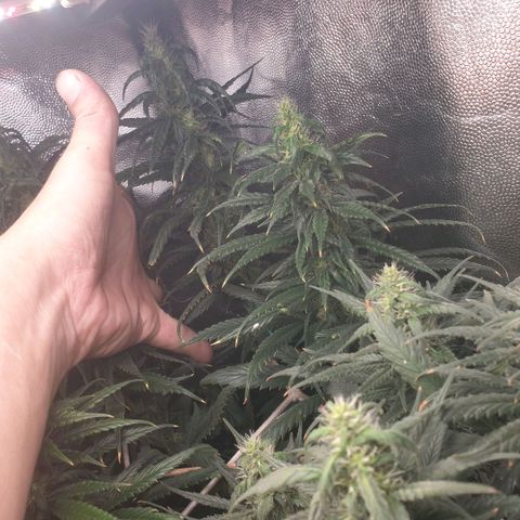 Banana cream #3 growlog photo: Fotos previas, perdon el desfase y la poc actualizacion