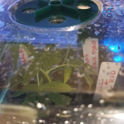 Sugar Black Rose growlog photo: Todas han germinado en menos de 48hrs.