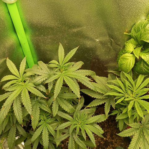 Cheese 1 #2 growlog photo: Ya recuperadas y turgentes tras el tratamiento foliar y abonado.