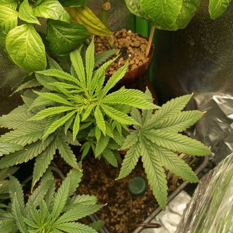 Cheese 1 #2 growlog photo: Las puntas se ven algo quemadas porque la semana pasada utilizé msm (azufre) y me pase un poco con la dosis, las sales han sido muy fuertes, pero ya está mejor