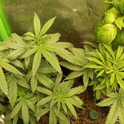 Cheese 1 #2 growlog photo: Las puntas se ven algo quemadas porque la semana pasada utilizé msm (azufre) y me pase un poco con la dosis, las sales han sido muy fuertes, pero ya está mejor
