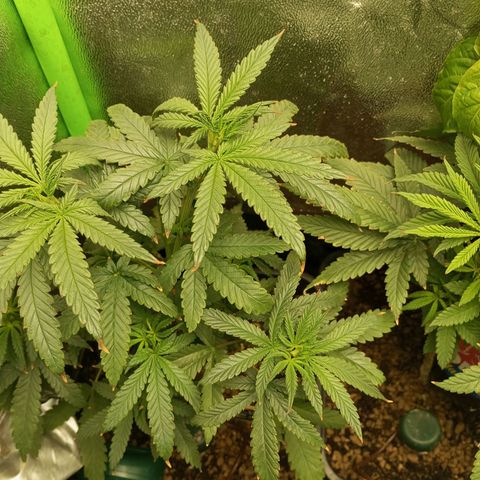 Cheese 1 #2 growlog photo: Las puntas se ven algo quemadas porque la semana pasada utilizé msm (azufre) y me pase un poco con la dosis, las sales han sido muy fuertes, pero ya está mejor