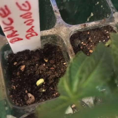 Bruce Banner Fast Version growlog photo: Ya asomo de tierra, removí manualmente la cáscara y la tela protectora de los cotiledones 