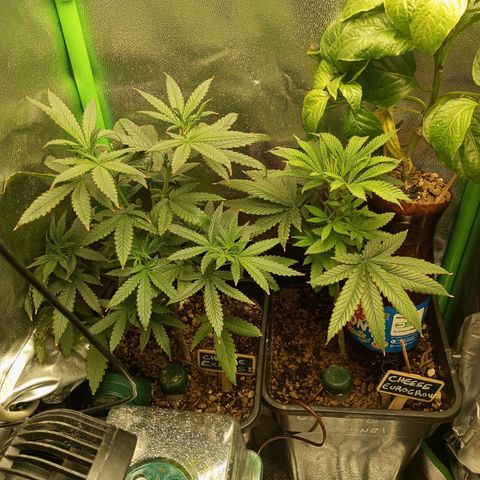Cheese 1 #2 growlog timeline photo