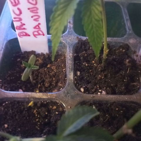 Bruce Banner Fast Version growlog photo: Comienzan a asomar las hojas