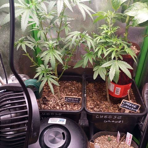 Cheese 1 #2 growlog photo: Defoliación hojas grandes