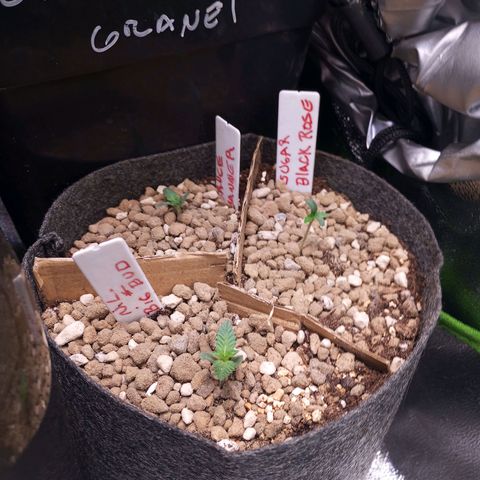 Bruce Banner Fast Version growlog photo: Transplante sustrato+humus+vermiculita+pumita+ biochar mezclados, con una capa extra superior de vermiculita con pumita para retener agua y mejorar aireacion
