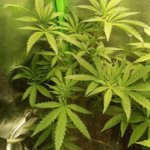 Cheese 1 #2 growlog photo: Sin novedades