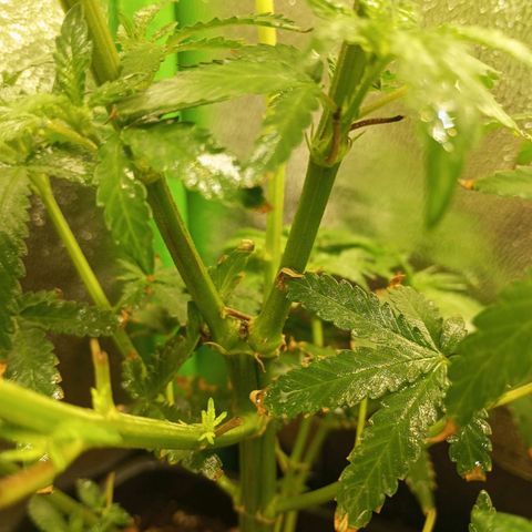 Cheese 1 #2 growlog photo: Sin novedades