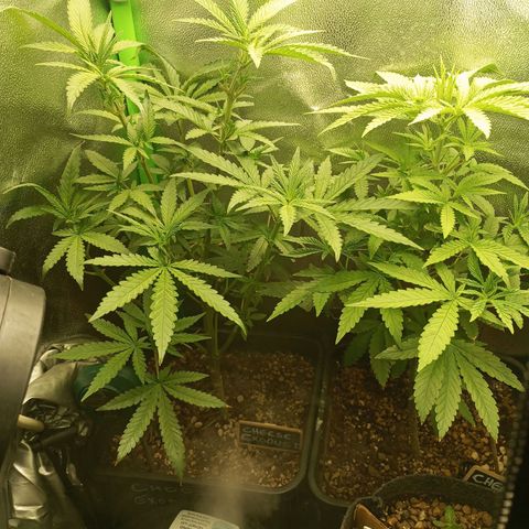 Cheese 1 #2 growlog photo: Sin novedades